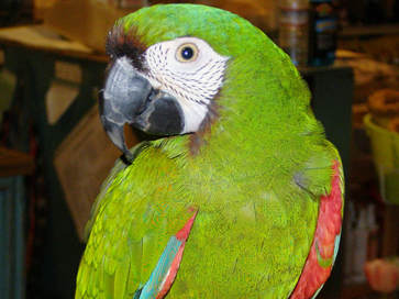 Parrot