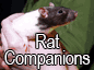 Rat